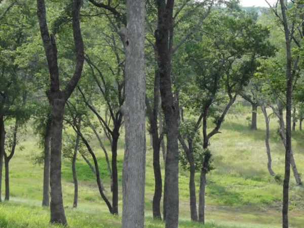 twin_ponds_real_estate_kingston_ok4296